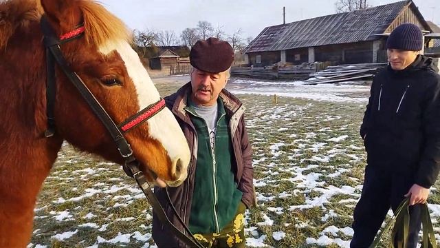 КОБЫЛКА ЗАБАВА СОВЕТСКИЙ ТЯЖЕЛОВОЗ  ХОЗЯИН ДОВОЛЕН ПОКУПКОЙ