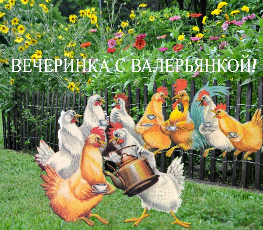 Куры-несушки. Объединение двух стай. Валерьянка рулит смотреть онлайн