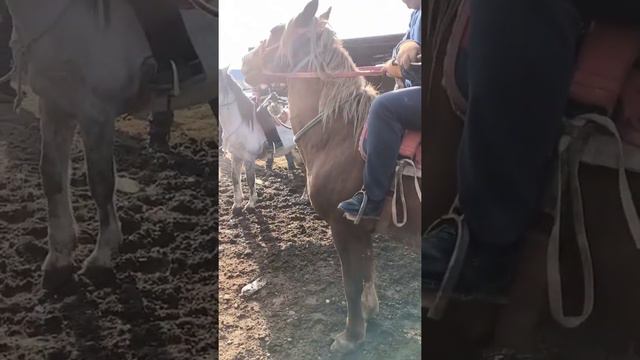 Туркистан Мал базар 23.02.22 смотреть онлайн