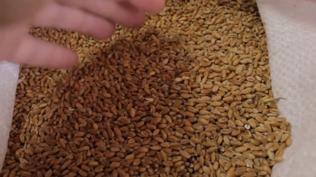 Как выбрать идеальные семена для проращивания пшеницы на витграсс смотреть онлайн