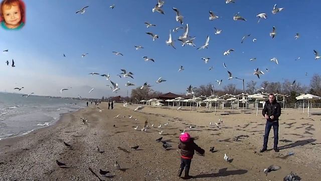 Кормим чаек на море, чайки бомбомёты смотреть онлайн