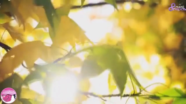 Раздобыло счастье телефон