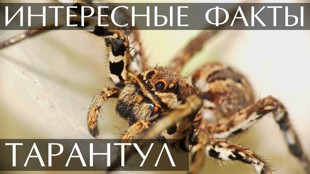 Тарантул. Интересные факты смотреть онлайн