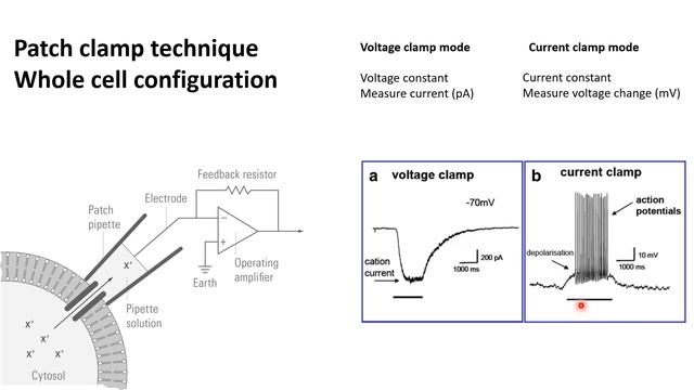 Patch clamp | Electrophysiology | Patch clamp method | Voltage clamp | whole cell recording смотреть онлайн