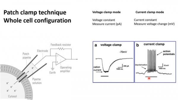 Patch clamp | Electrophysiology | Patch clamp method | Voltage clamp | whole cell recording