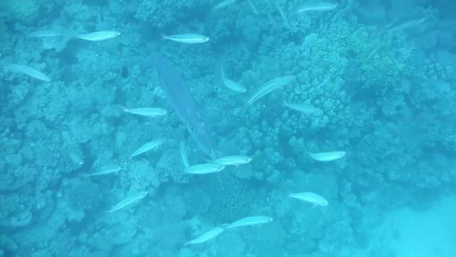 Большая барракуда (great barracuda).Großer Barrakuda (Sphyraena barracuda) .DSCF1474 смотреть онлайн