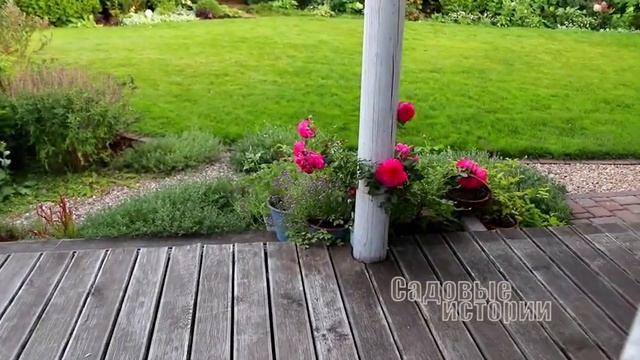 Прогулка по саду флориста - 2 серия / Обзор сада в сентябре / цветение гортензий / цветение роз смотреть онлайн