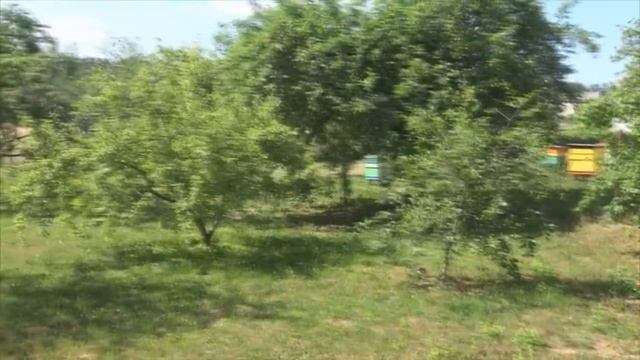 Почему гибнут пчелы? Конструкции ульев смотреть онлайн