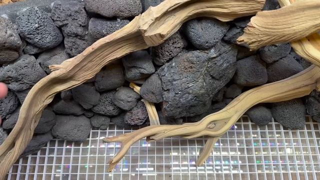 How to Build the Ultimate Paludarium смотреть онлайн