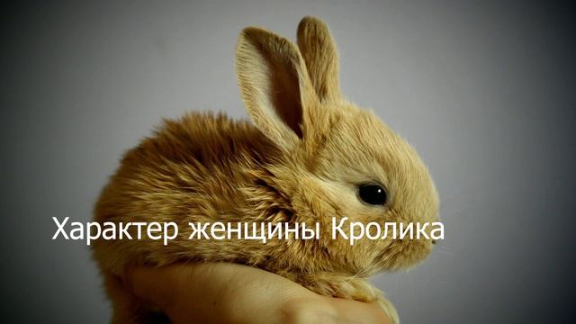 Женщина рождённая в год Кролика смотреть онлайн