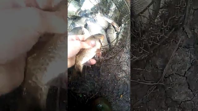 Озеро ольховое :-) смотреть онлайн