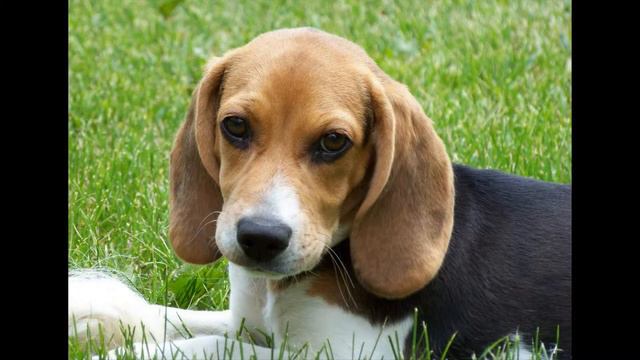 Бигль (английский бигль) смотреть онлайн