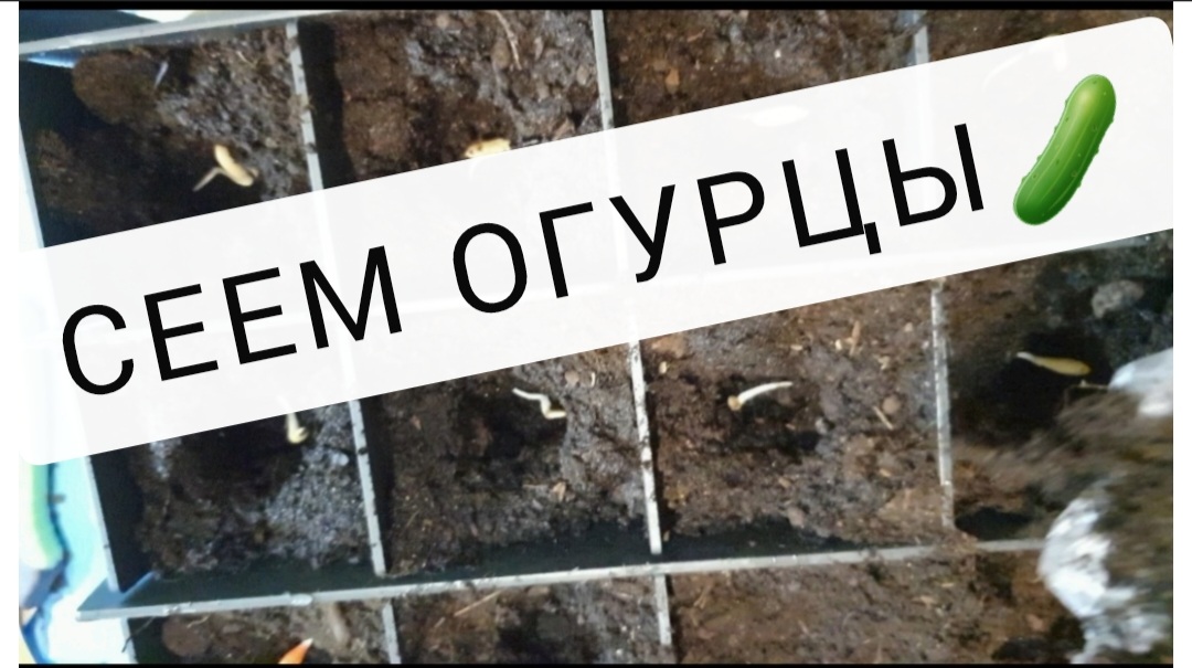 Сад Элеоноры