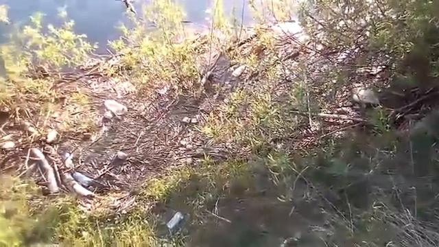 Если реки загрязнять... смотреть онлайн