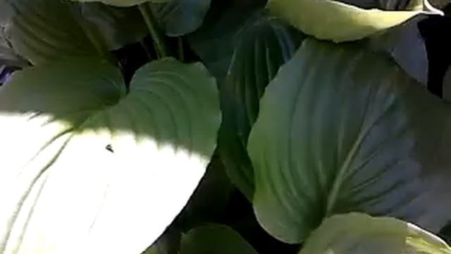 Большие зелёные листья смотреть онлайн