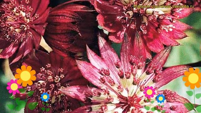 Астранция большая Руби Клауд. Краткий обзор, описание характеристик, где купить саженцы смотреть онлайн