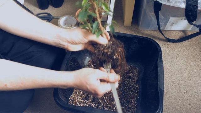 Fusion Ficus Benjamina Bonsai, 1 смотреть онлайн
