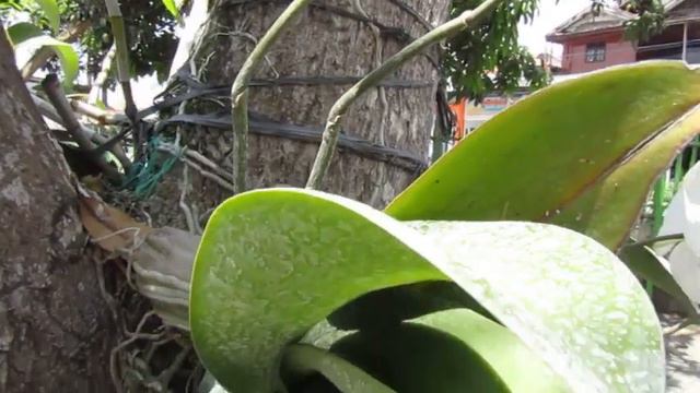 Anggrek Phalaenopsis I-Hsin Snow Ball (Hybrid) 2012 # Phalaenopsis Be White X Phalaenopsis Amabilis