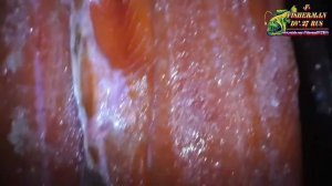 Солю лосося, кету, горбушу в масле на зиму только так, рецепты из рыбы от Fisherman dv. 27 rus