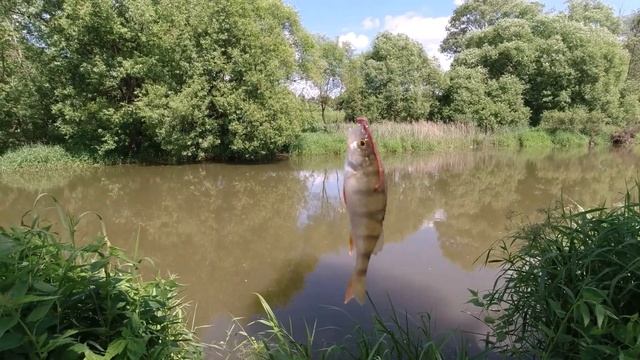 Рыбалка в деревне: коты рады:) Fishing in the village: cats are happy смотреть онлайн