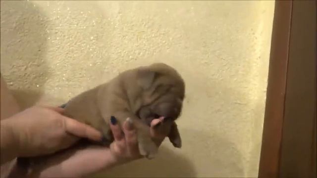 Американский булли мальчик 89051855570 смотреть онлайн