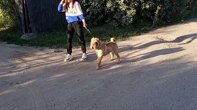 Породы собак. Шарпей. смотреть онлайн