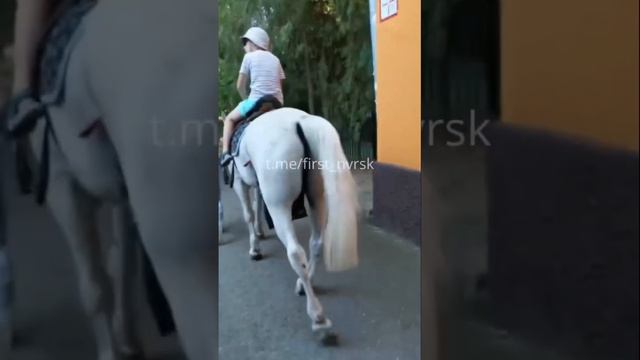 Издевательство над лошадью смотреть онлайн