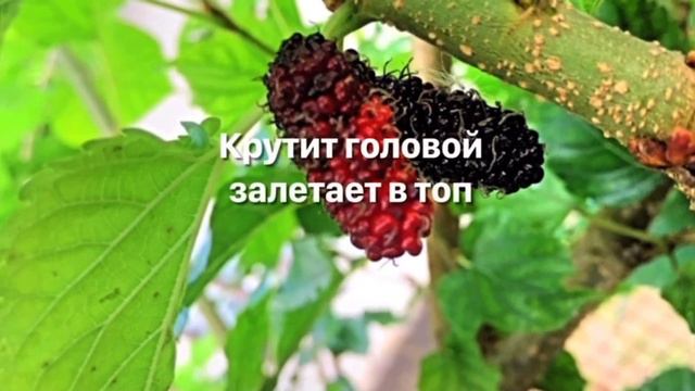 ХАБИБ - Ягода малинка (Лирическая версия). смотреть онлайн