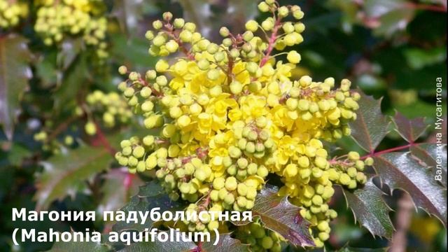 Лучшие теневыносливые кустарники для сада. Обзор. смотреть онлайн