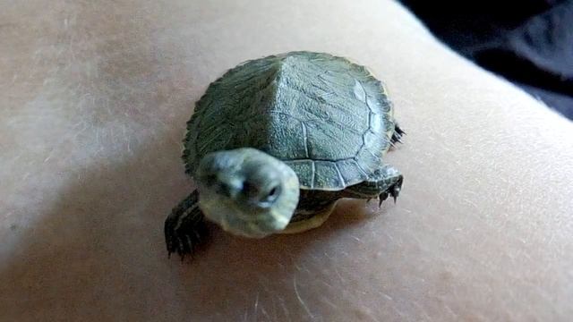 самый дешевый способ как согреть черепаху смотреть онлайн