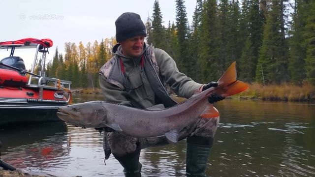 ОНИ СОЖРАЛИ ЗДЕСЬ ВСЮ РЫБУ! Пробрались в логово тайменя и оторвались по рыбалке на спиннинг! смотреть онлайн
