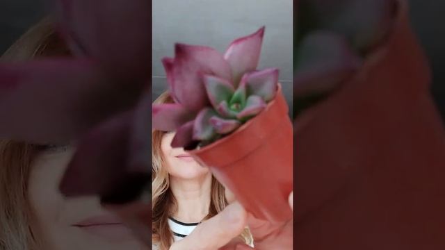 Каменная роза Эхеверия Таурус смотреть онлайн