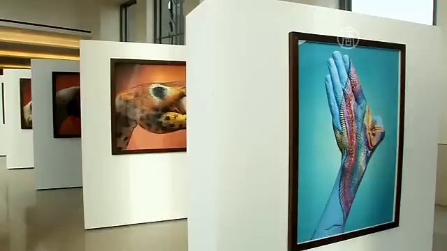 Художник рисует на руках исчезающих животных (новости) смотреть онлайн