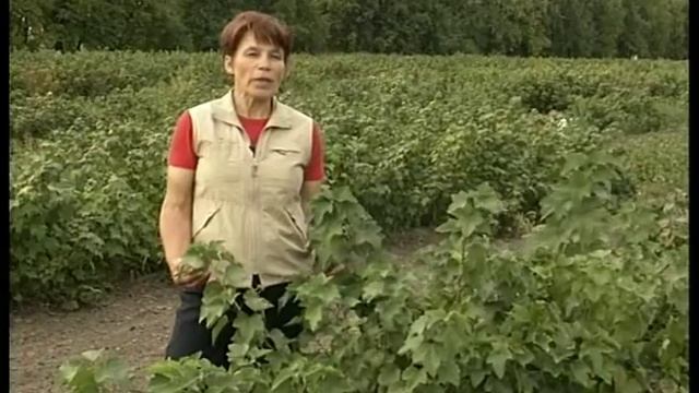 Скороплодные сорта смородины смотреть онлайн
