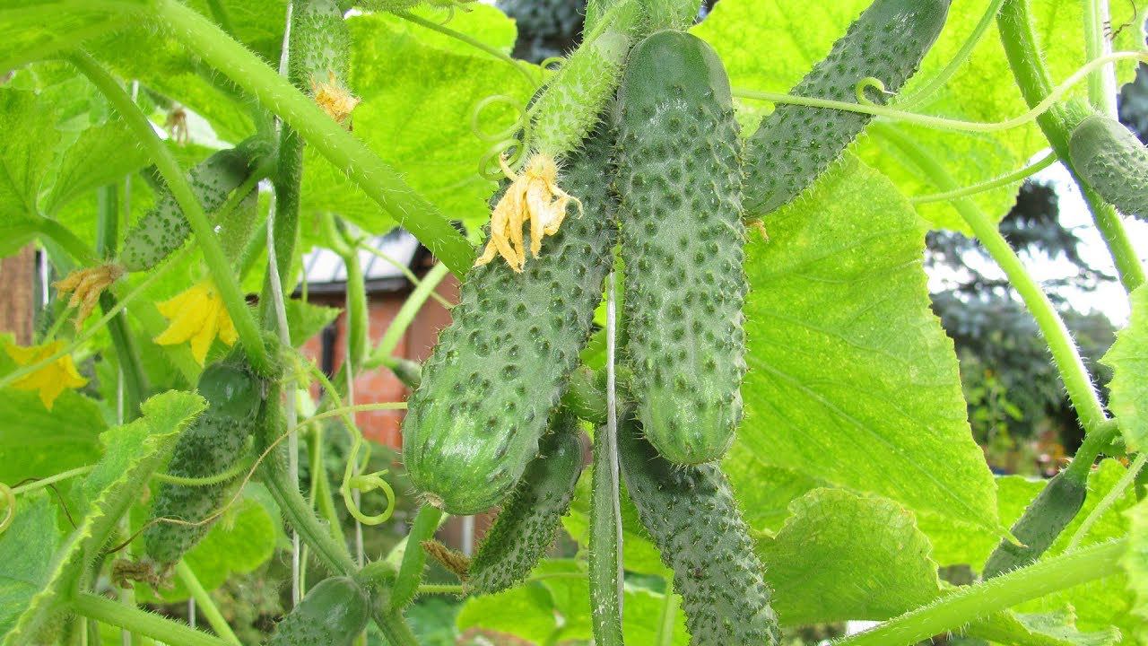 Огурцы вырастут всегда, даже на подоконнике! смотреть онлайн