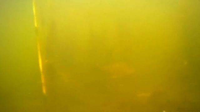 дельта волги в центре мегаполиса караси душевные кадры подводная охота рыбалк смотреть онлайн