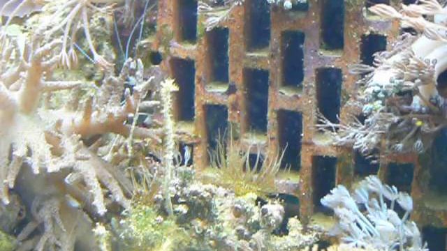 Крабы Actaeodes tomentosus в домашнем морском аквариуме смотреть онлайн