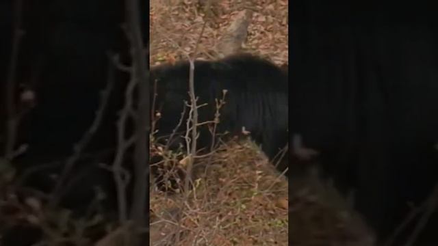 Ralph Shoots Canadian Black Bear From Tree 🏹🐻 (AC-2002) #bowhunting | #hunting | #bearhunting смотреть онлайн