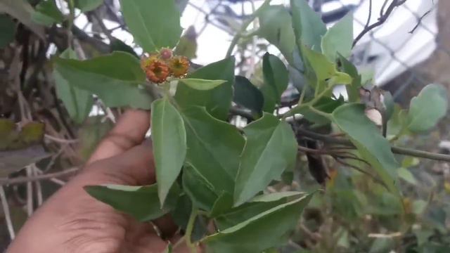 Vagamon orchidarium visit. смотреть онлайн