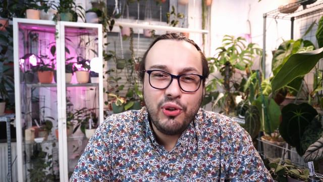 Hoya From Vanilla Heaven! Hoya Microstemma