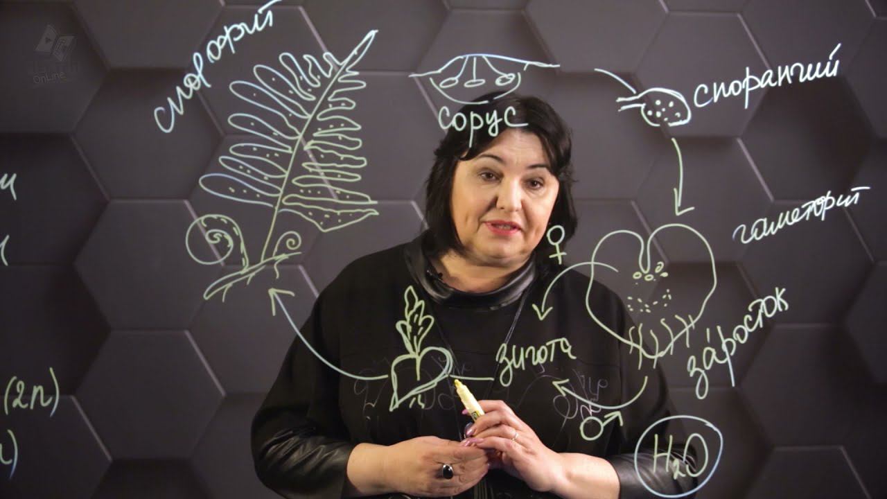 Жизненные циклы споровых растений. 2 часть. 8 класс. смотреть онлайн