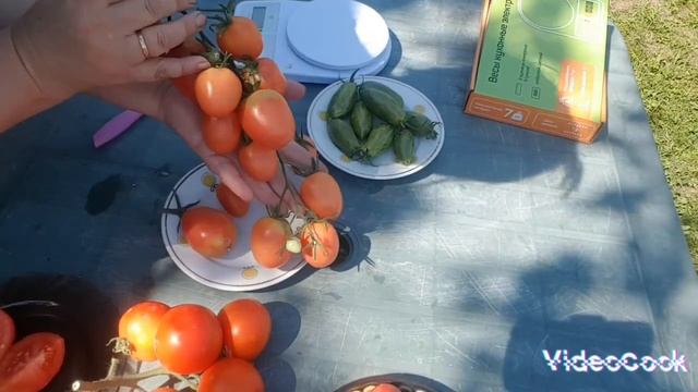 Дегустация томатов синие замшевые туфли,бронза,золотая конорейка смотреть онлайн