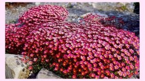 Камнеломка