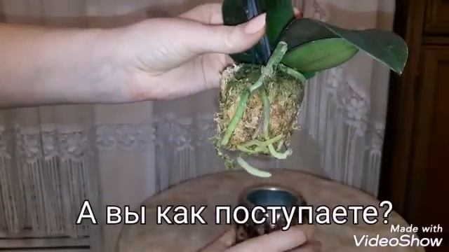 #ОРХИДЕИ Обзор новой орхидеи Пинк герл! #Орхидея смотреть онлайн