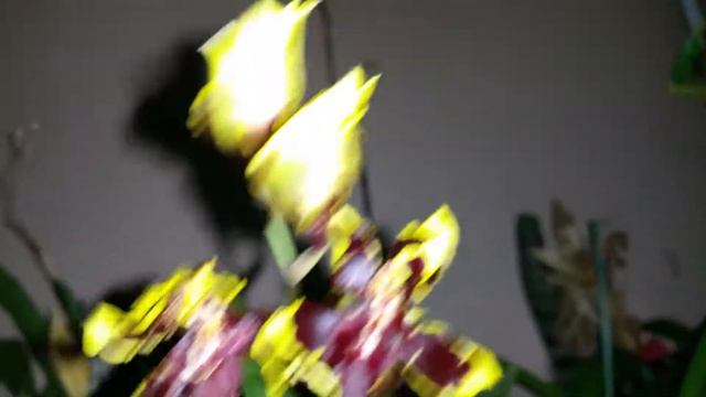 ODCDM. Wildcat 'Golden Red Star' Orchid смотреть онлайн