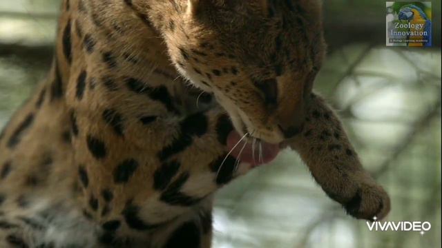 Big cat Documentary in Bangla | Episode- 2 | Puma | Caracal | Bobcat | Lynx | বাংলাতে ডকুমেন্টারি смотреть онлайн