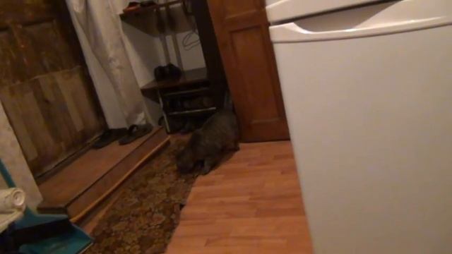 развлекаюсь с котом смотреть онлайн