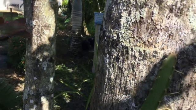 CA093 - Climbing Cactus - Selenicereus Grandiflorus - Queen Of The Night