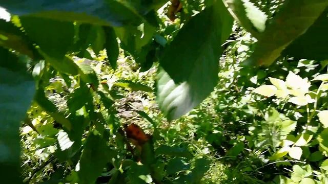 ЧЕРЕШНЯ ПРИВИТА НА ВИШНЮ смотреть онлайн