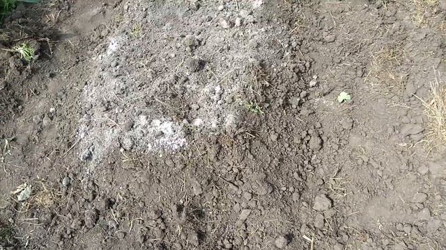 Делаю грядки для клубники смотреть онлайн